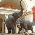 Popular Design Outdoor Garden Life Size Large Bronze Big Metal Elephant Sculpture